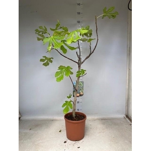 FICUS CARICA