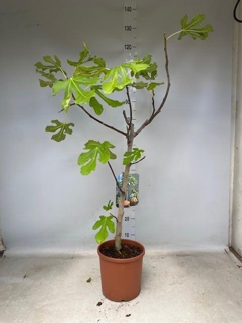 <h4>FICUS CARICA</h4>