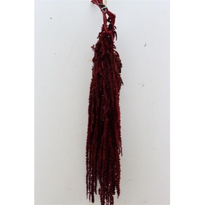 Pres Amaranthus Caud Bordeaux Bunch