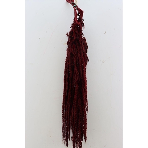 Pres Amaranthus Caud Bordeaux Bunch