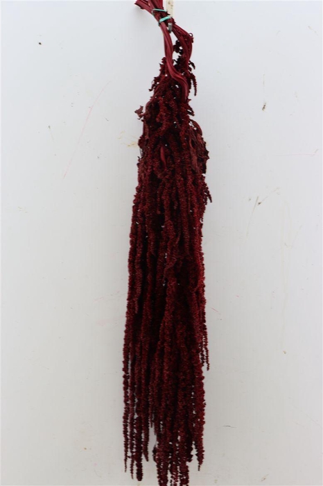 <h4>Pres Amaranthus Caud Bordeaux Bunch</h4>
