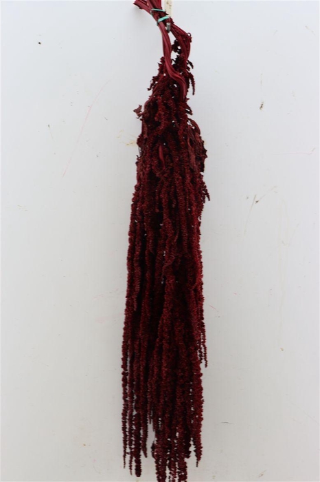 <h4>Pres Amaranthus Caud Bordeaux Bunch</h4>