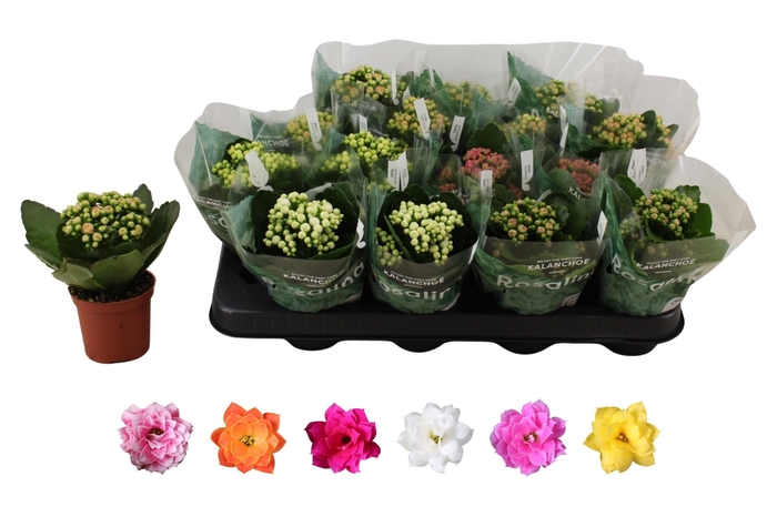 <h4>KAL GE RO GEM 6 KL</h4>