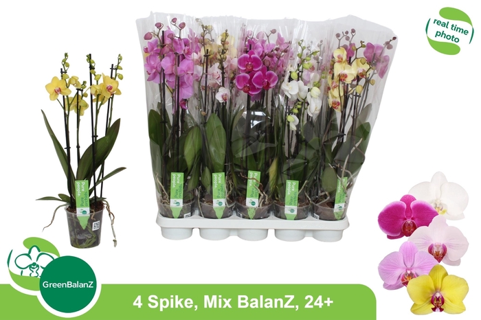 PHAL GEM
