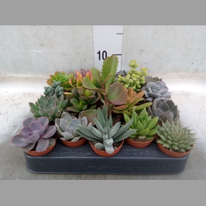 Succulents   ...