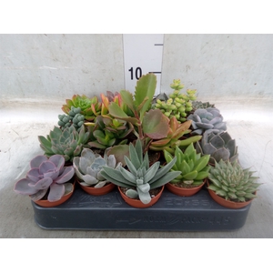 Succulents   ...