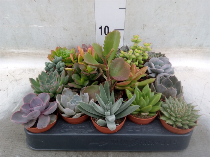 <h4>Succulents   ...</h4>
