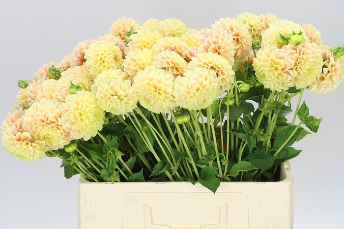 <h4>Dahlia Sweet Suzanne</h4>