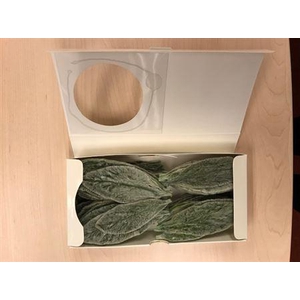 Preserved Special Lambs Ear Green