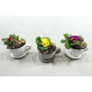 3569 Primua Kop/schotel