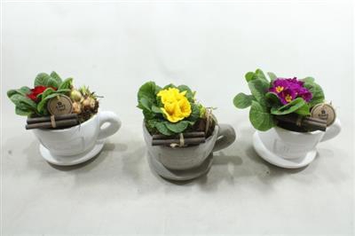 <h4>3569 PRIMUA KOP/SCHOTEL</h4>