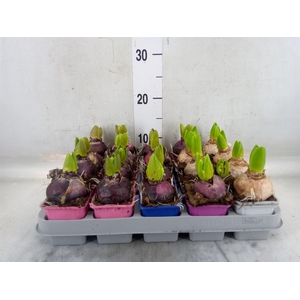 Hyacinthus orie.   ...mix 4
