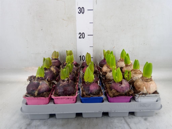 <h4>Hyacinthus orie.   ...mix 4</h4>