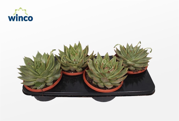 <h4>Echeveria Ebony Green</h4>