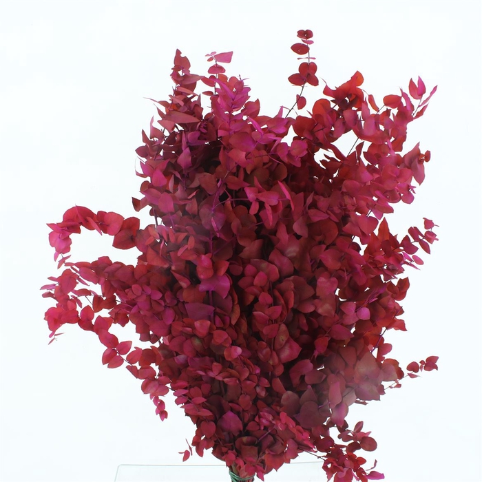 <h4>Pres Stuartiana Autumn Cerise</h4>