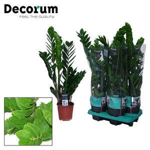 Zamioculcas zamiifolia