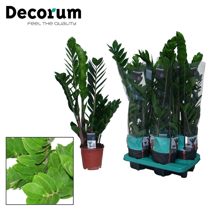 <h4>Zamioculcas zamiifolia</h4>