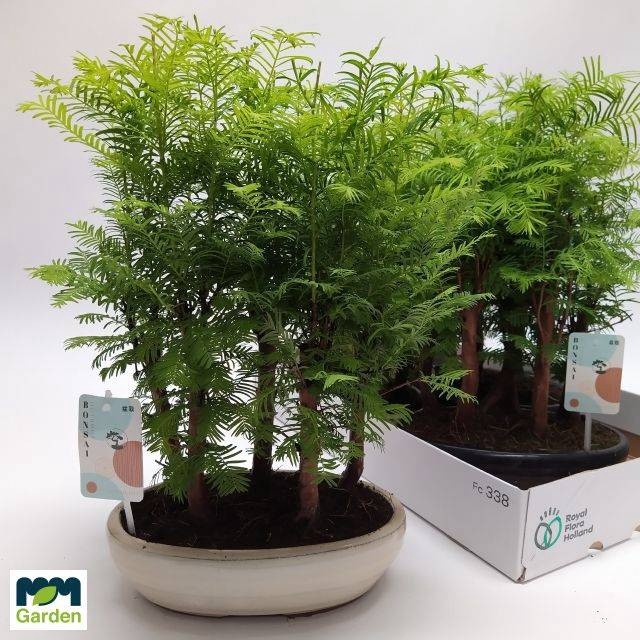 <h4>BONSAI OV</h4>