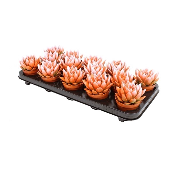 <h4>Echeveria Bicolor Orange/White</h4>