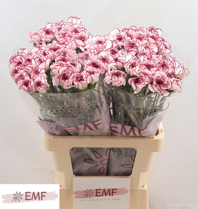 <h4>DI ST DAMASCUS</h4>