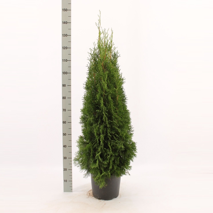 <h4>Thuja occid. 'Smaragd'</h4>