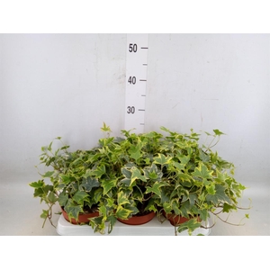 Hedera helix 'Yellow Ripple'