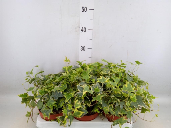 <h4>Hedera helix 'Yellow Ripple'</h4>