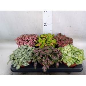 Fittonia   ...mix