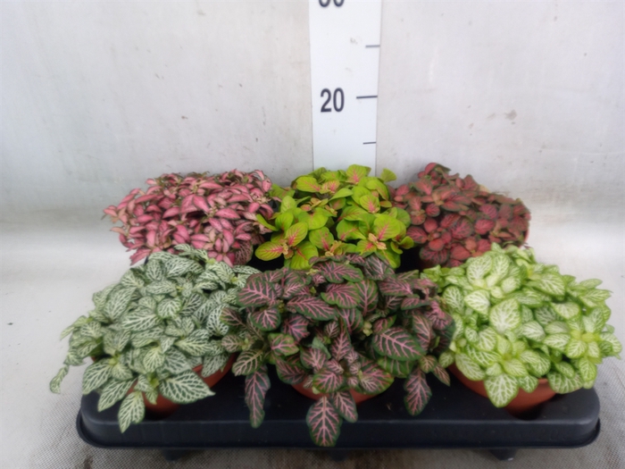 <h4>Fittonia   ...mix</h4>