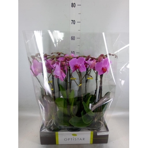 Phalaenopsis   ...rose