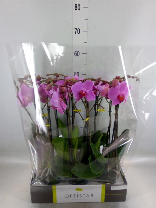 <h4>Phalaenopsis   ...rose</h4>