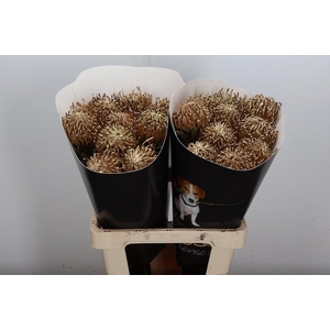 Wax Protea Nutan Wax Goud