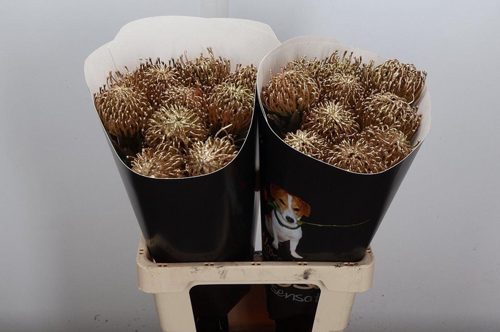 <h4>Nutan Wx Goud</h4>