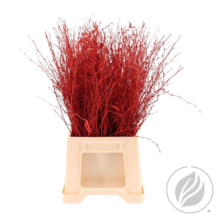 <h4>Birch 70cm Red</h4>