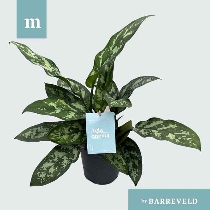 <h4>Aglaonema Maria</h4>