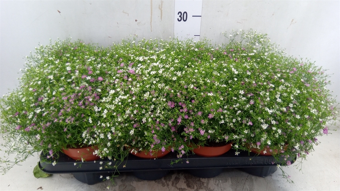 <h4>Gypsophila muralis   ...mix /pot</h4>