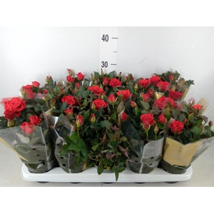 Rosa  'Red Mercedes Kordana'