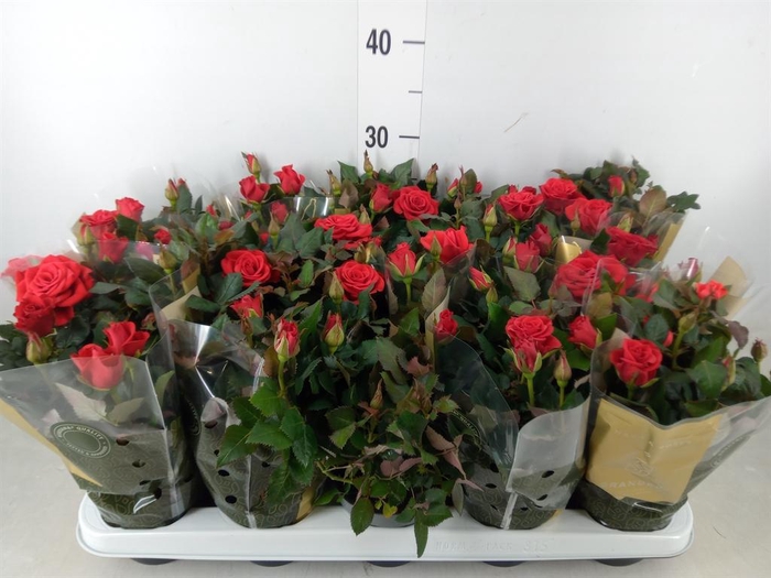 <h4>Rosa  'Red Mercedes Kordana'</h4>