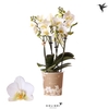 Phalaenopsis Multifloratypes Anthura Lausanne