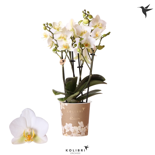 <h4>Kolibri Orchids Phalaenopsis Blossom Lausanne 4 spike</h4>