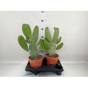 Opuntia