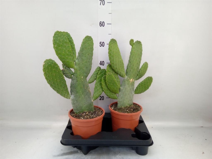 <h4>Opuntia</h4>