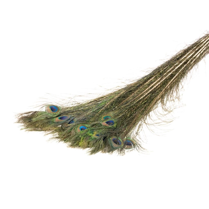 <h4>Peacock feather natural</h4>