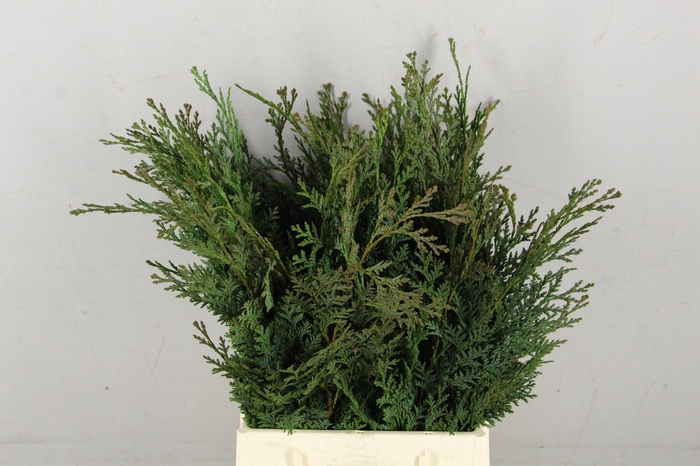 <h4>Conifeer Groen Bs</h4>