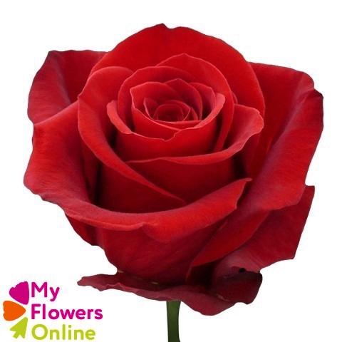 <h4>R Gr Freedom Red 50cm CO</h4>