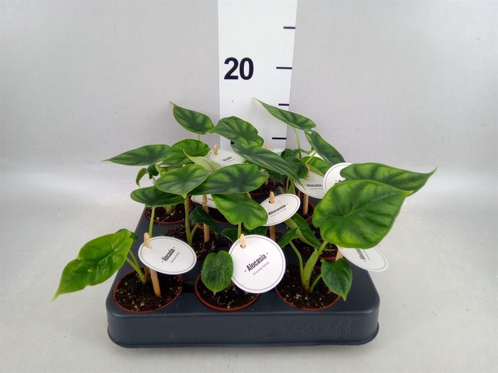 <h4>Alocasia  'Dragon Scale'</h4>