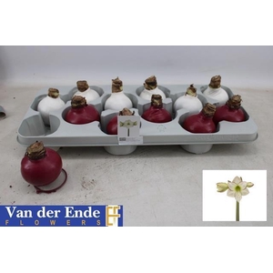 BLOEMBOL HIPPEASTRUM