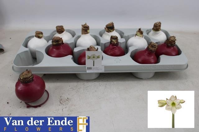 <h4>BLOEMBOL HIPPEASTRUM</h4>