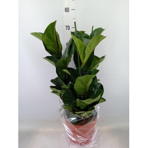 Ficus lyrata 'Bambino'