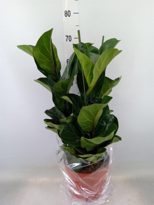 <h4>Ficus lyrata 'Bambino'</h4>